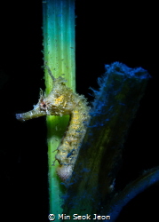 Seahorse by Min Seok Jeon 